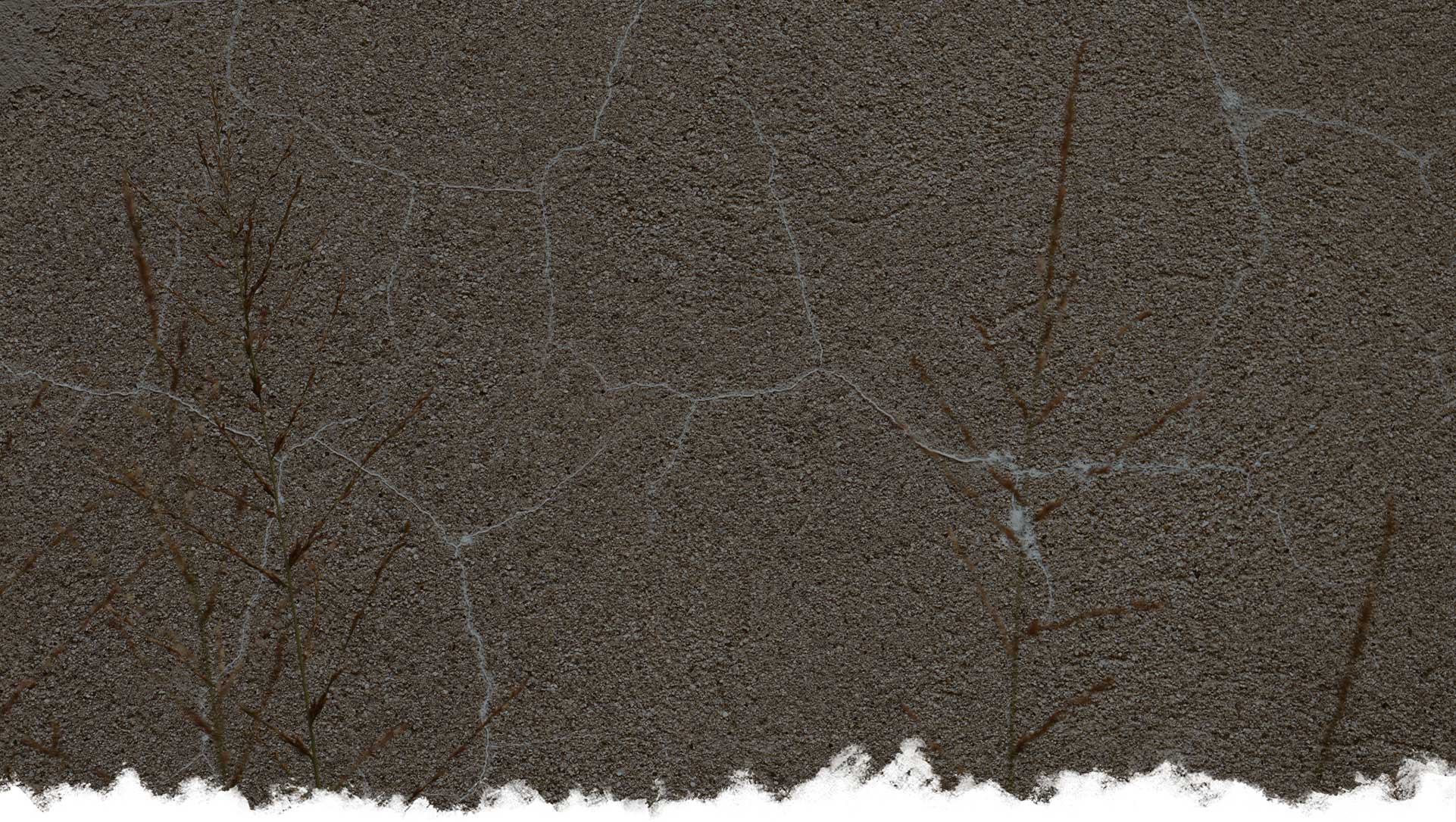 Photo d'un mur beige craquelé avec des petite herbes devant.